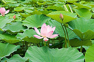 魔药酿造游戏《妙药工坊》抢先体验版登陆Steam平台